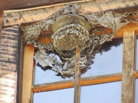 窗子上的蜂巢