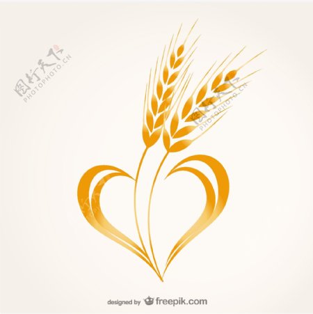 小麦心脏合成