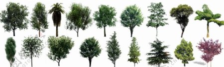 PSD格式园林及后期效果扣好的树木