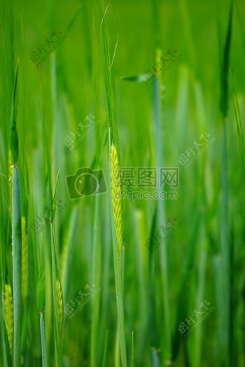 绿色的小麦穗