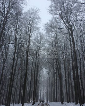 冬天白雪覆盖的森林