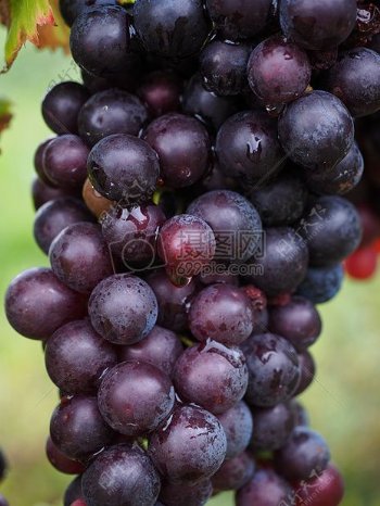葡萄种植园里的葡萄