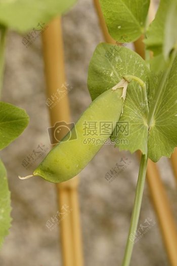 成熟的豌豆