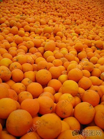 一片橙子的世界