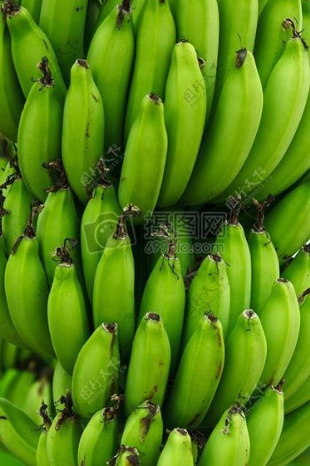 热带稚嫩的香蕉
