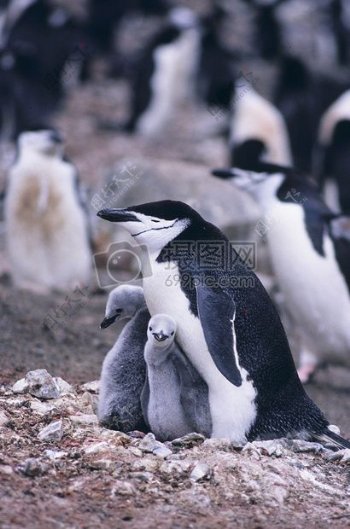 土地上的企鹅家族