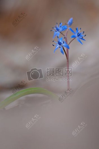 蓝色小花朵在散景摄影