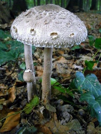 白蘑菇近绿叶植物