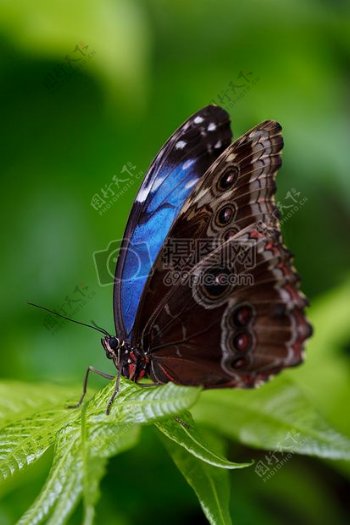 黑色和蓝色的蝴蝶