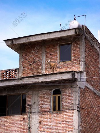 建筑动物狗屋顶手表砖墨西哥瞪眼