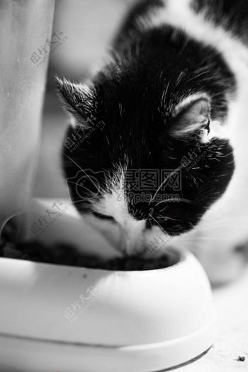 食品动物白黑吃猫特写镜头斑点