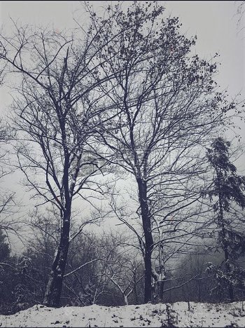 雪地里的高树