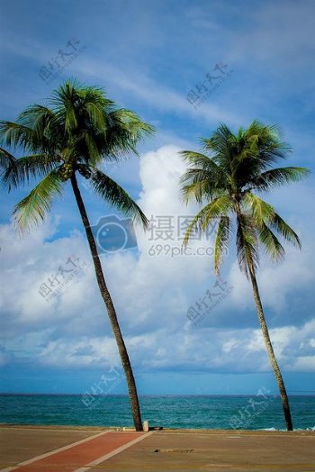 海洋天空水云海洋人行道棕榈树