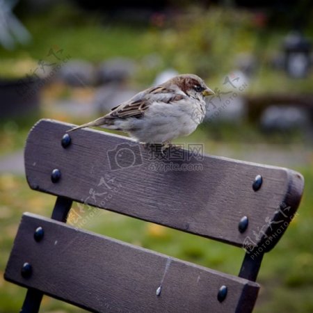 椅子上的小鸟