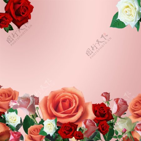 花朵玫瑰花花苞树叶广告粉色背景素材