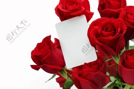 浪漫红玫瑰花卡片图片