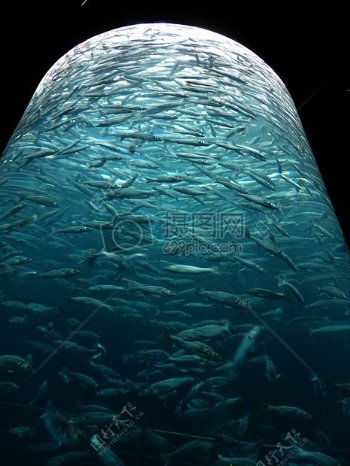 海底的沙丁鱼群