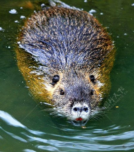 水里的海狸鼠