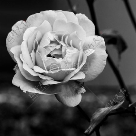 美丽额白色玫瑰