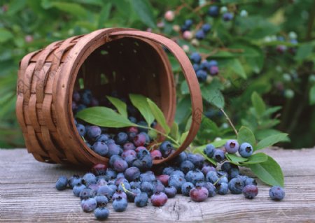 蓝莓与水果篮图片