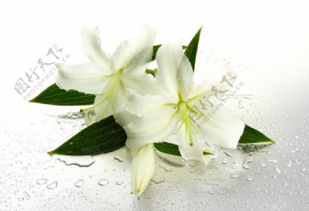 盛开的白色百合花图片