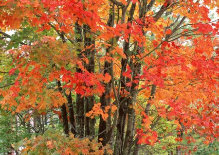 秋天的枫树图片