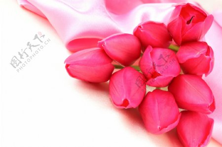 郁金香花束图片