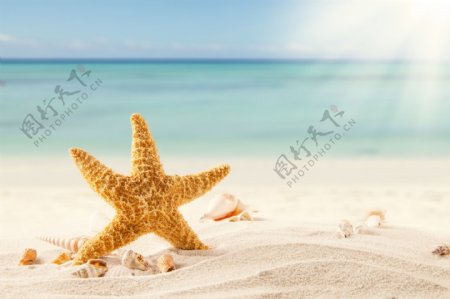 沙滩上的海星和海螺图片