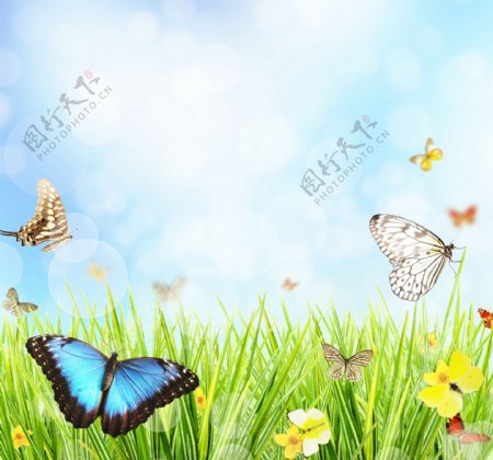蝴蝶与鲜花草地背景图片