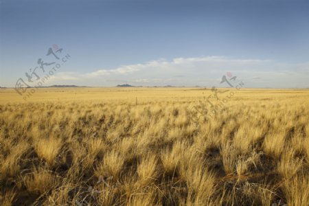 迷人的非洲草原景观图片