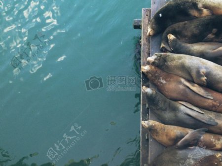 海水湖动物哺乳动物密封件密封件海狮子姥
