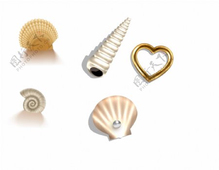 扇贝珍珠海螺心形图片