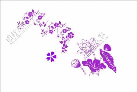 荷花紫色花花