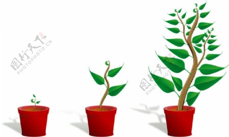 植物成长过程