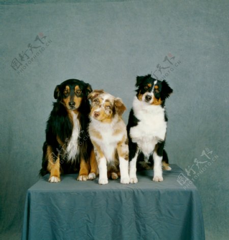 可爱的三只小狗摄影图片