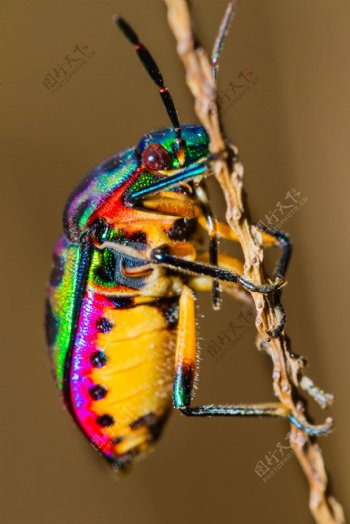 抓住树枝的彩色昆虫图片