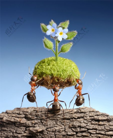 举着花朵的蚂蚁图片