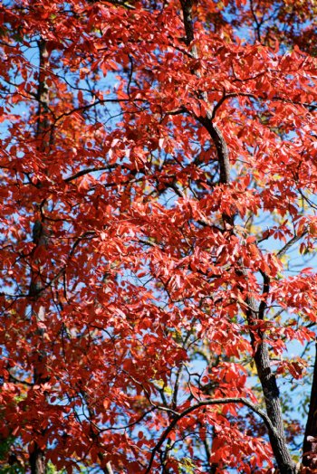 秋天红叶背景图片