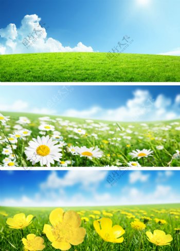草地与鲜花背景图片