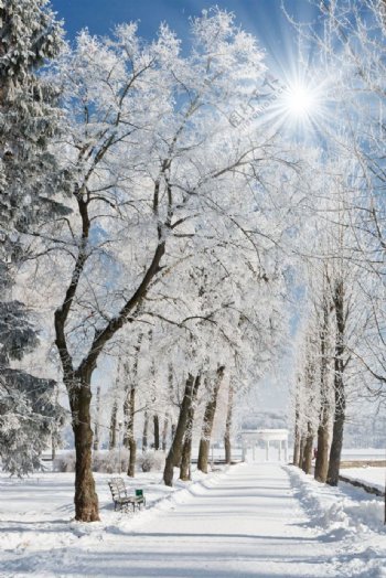 冬季雪路树木图片