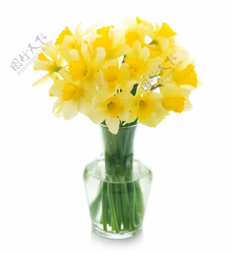 花瓶里的黄色小花图片