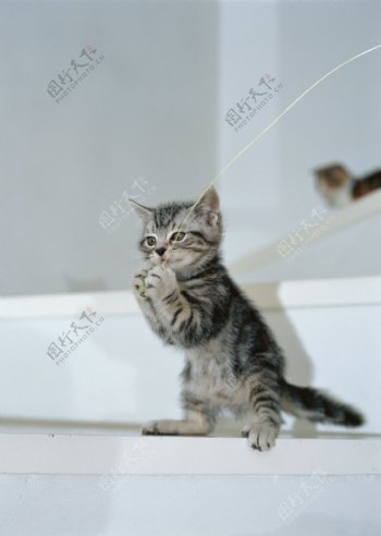 在楼梯上玩耍的小猫图片