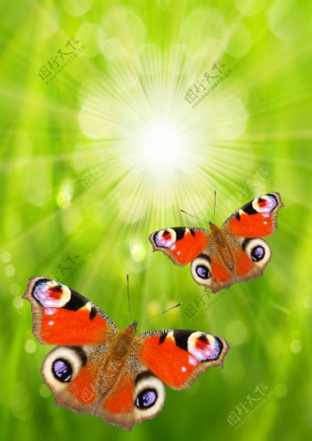 蝴蝶与绿色梦幻背景图片