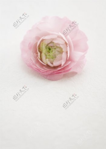 粉红花朵图片