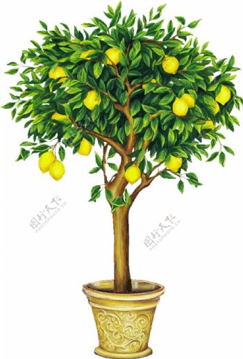 盆栽柠檬卡通画图片