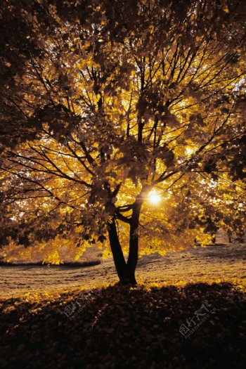 黄昏时的枫树摄影