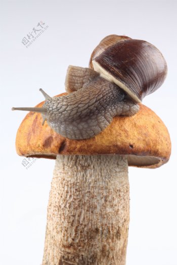 蘑菇上的蜗牛