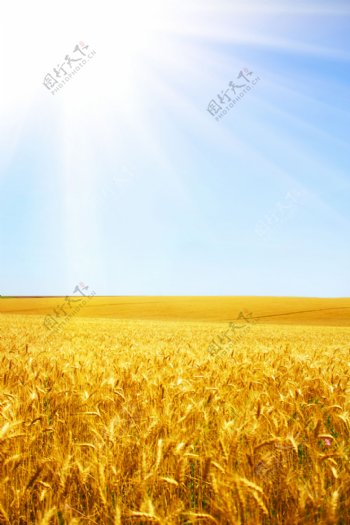 金色麦子风景