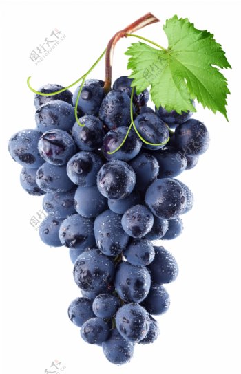 紫色的成熟葡萄图片