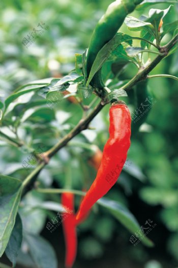 种植红辣椒图片